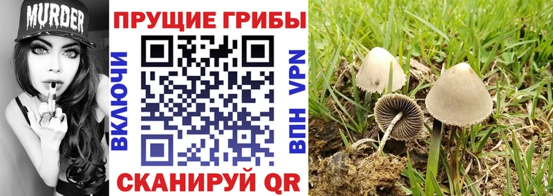 Псилоцибиновые грибы мицелий  Белоозёрский 